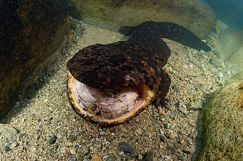A Japanese giant salamander (Andrias japonicus)
