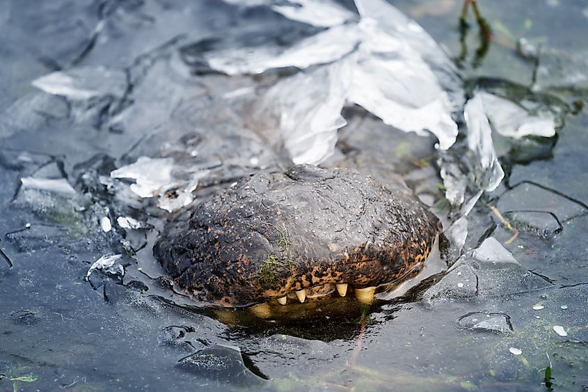Alligator in ice.