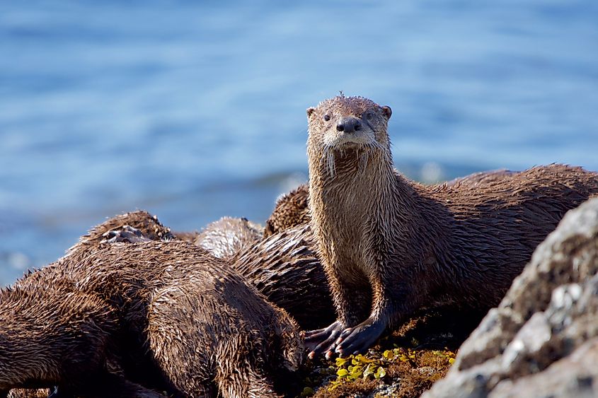 A river otter (Lontra canadensis)