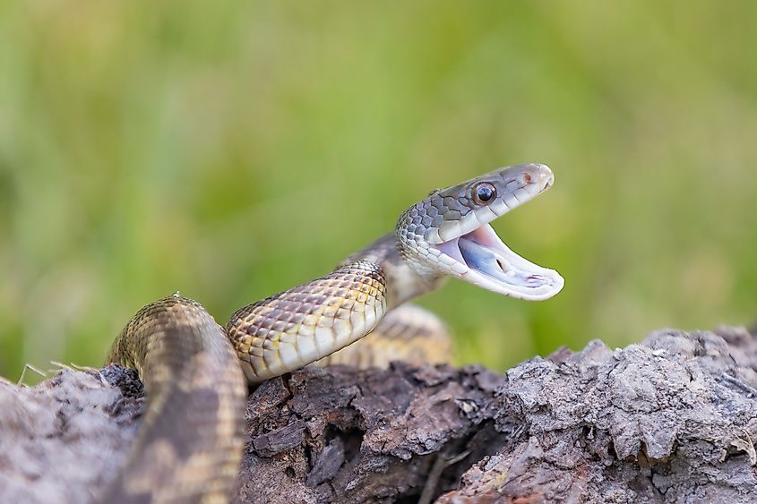 A Texas rat snake (Pantherophis obsoletus lindheimeri)