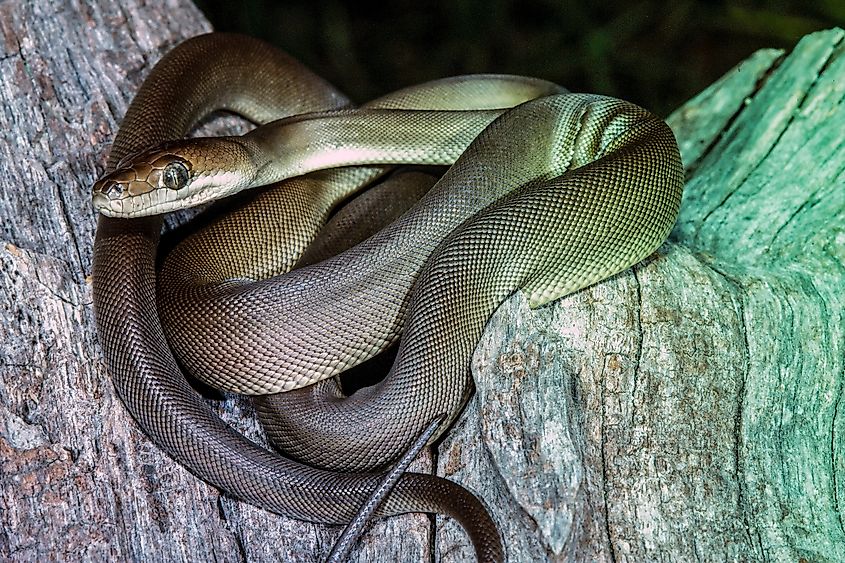 An olive python (Liasis olivaceus)