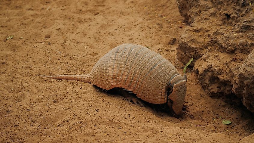 An armadillo