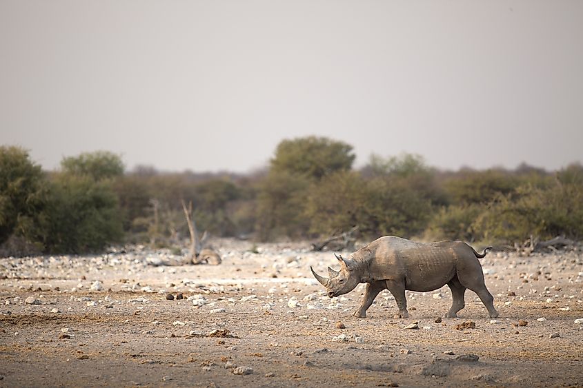 West African Black Rhino.