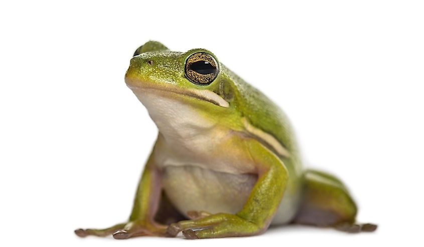 American green tree frog