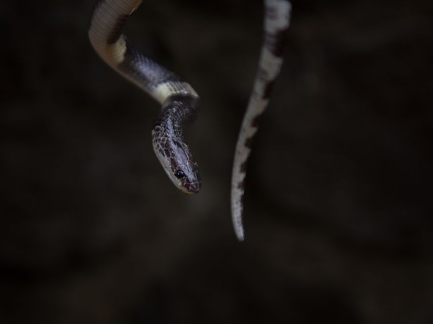A Malayan blue krait (Bungarus candidus) 