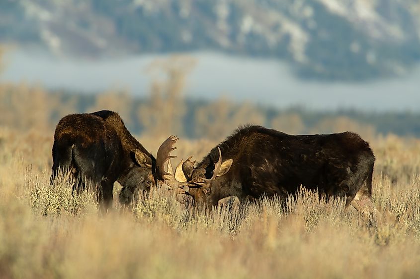 A bull moose grazing in sagebrush in Wyoming