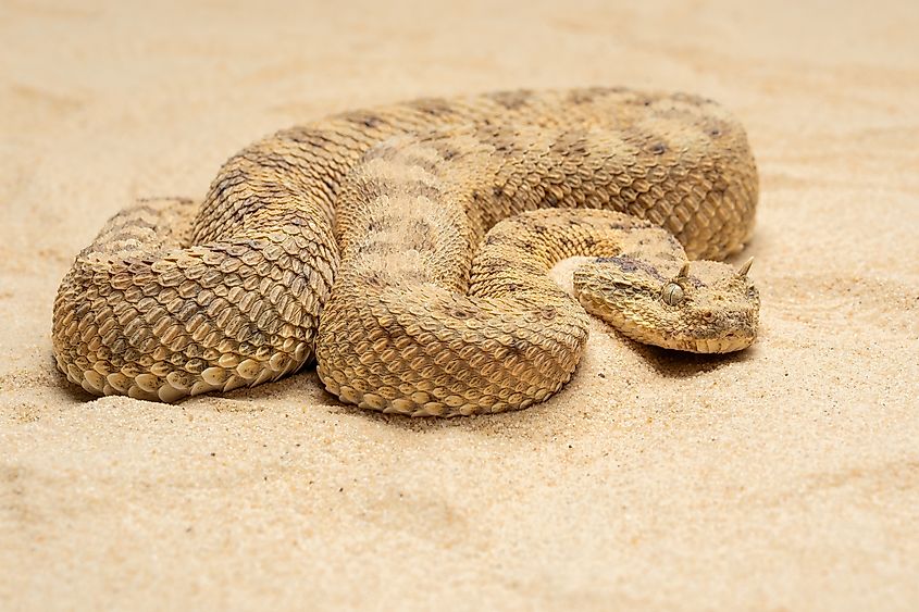 A Saharan horned viper (Cerastes cerastes)