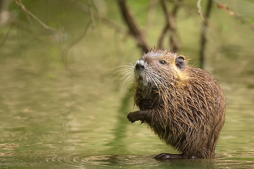 A muskrat (Ondatra zibethicus)