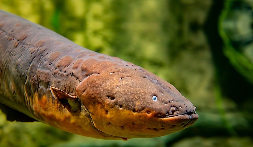 A close up of an electric eel.