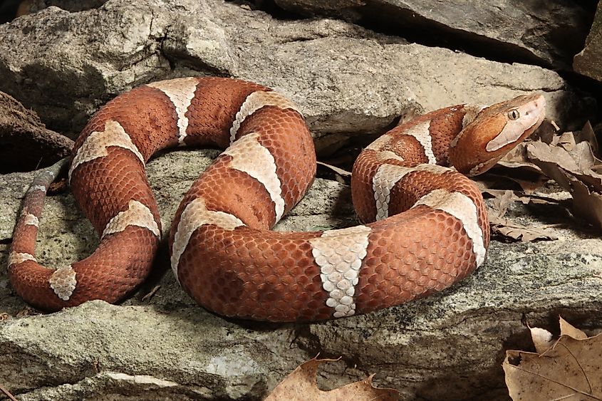A Trans-Pecos copperhead (Agkistrodon contortrix pictigaster)