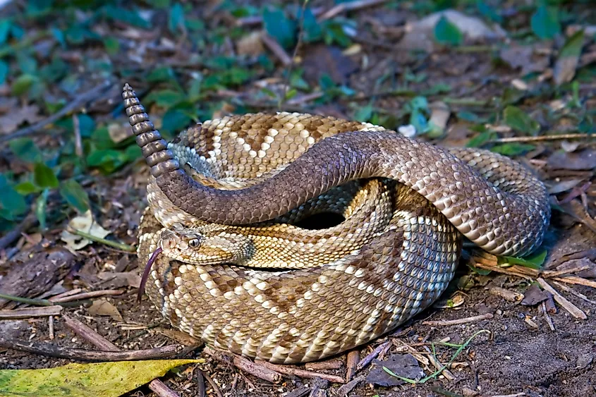 A neotropical rattlesnake (Crotalus durissus)