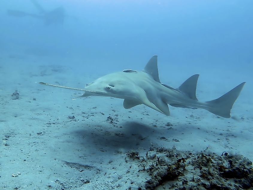 A sawfish