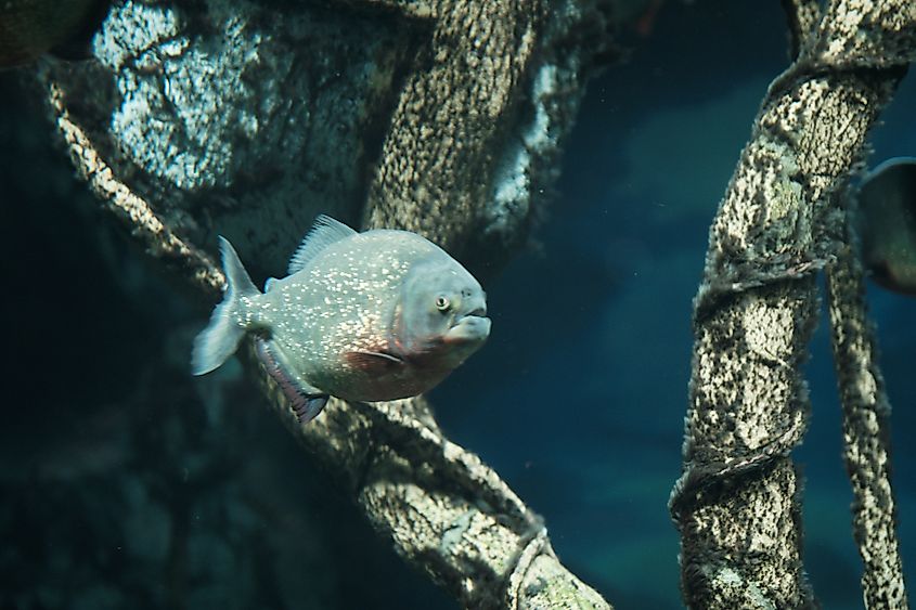 A red-bellied piranha (Pygocentrus nattereri)