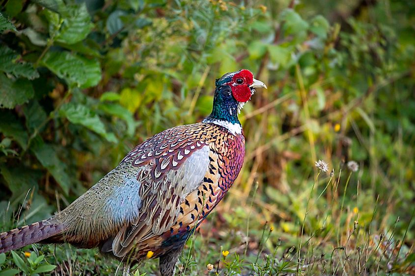 A ring-necked pheasant (Phasianus colchicus)