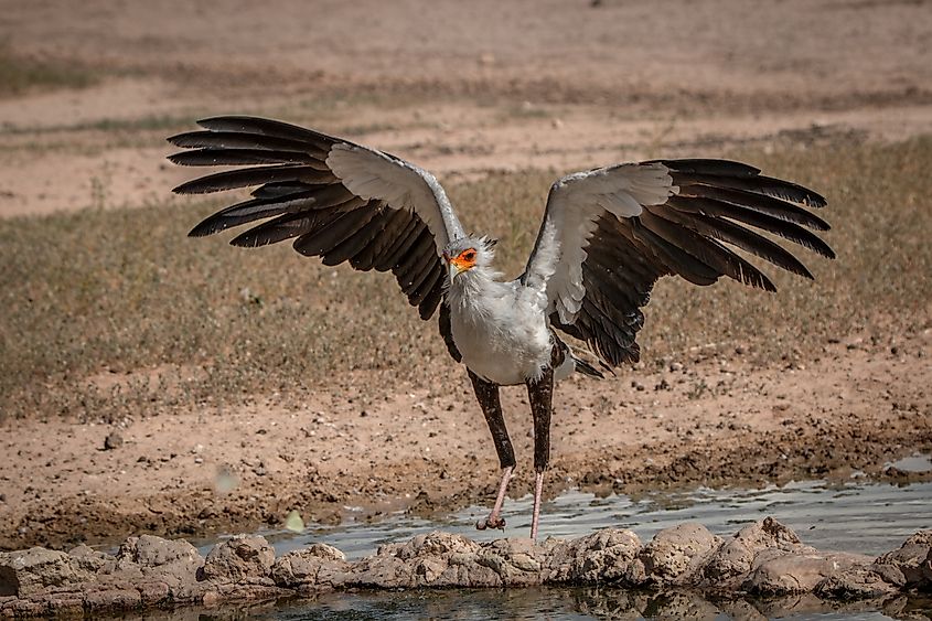 A secretary bird spreading its wings
