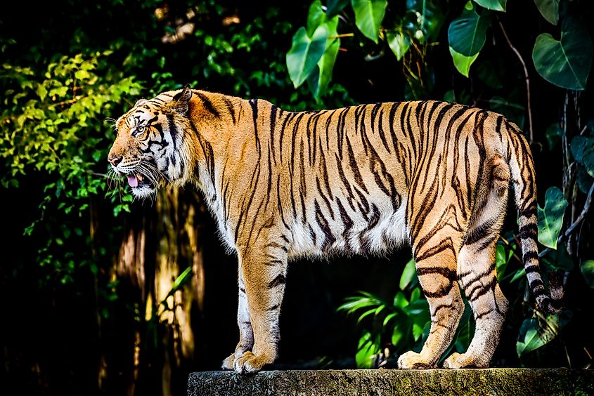 An Indochinese tiger (Panthera tigris corbetti)