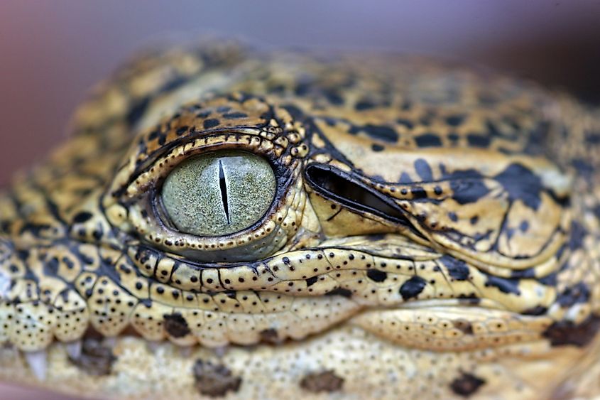 Cuban crocodile close-up in Zapata Swamp. Via Shutterstock / bayazed.