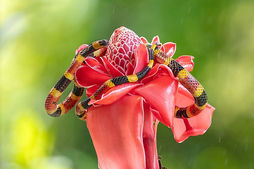 Costa Rican coral snake (Credit: Miroslav Srb via Shutterstock)