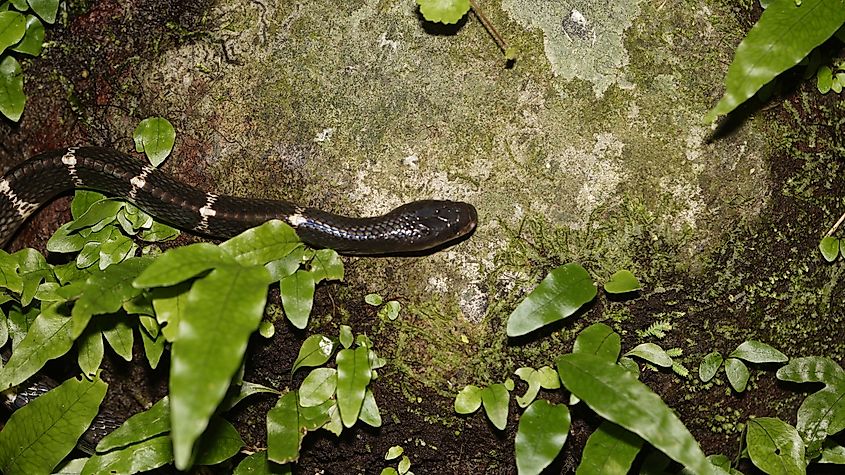 A many-banded krait (Bungarus multicinctus)