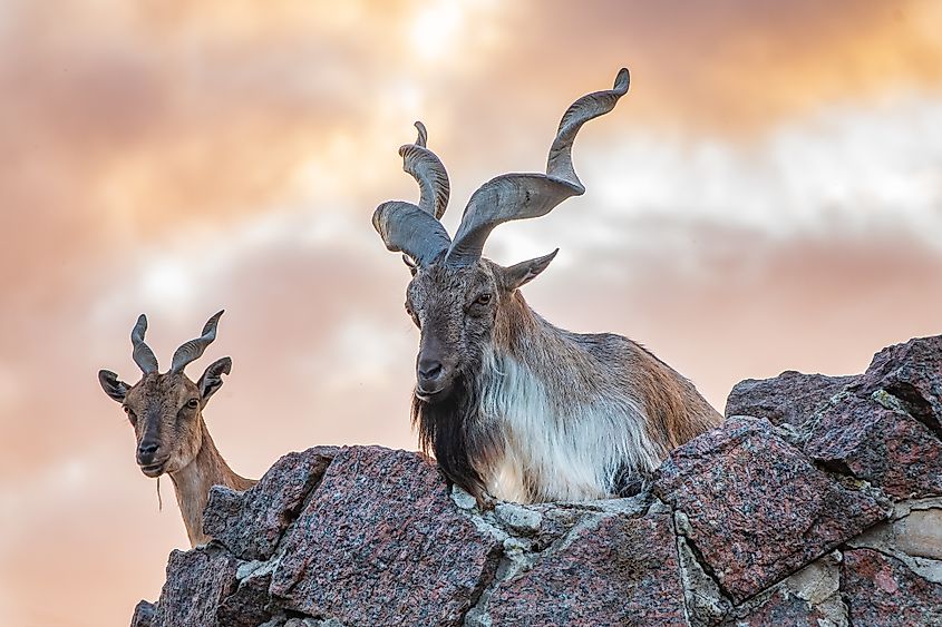 A pair of markhors on a rock