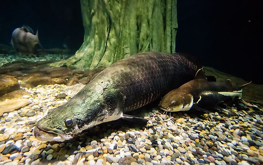 An arapaima (Arapaima gigas)