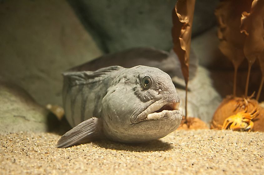 An Atlantic wolffish (Anarhichas lupus)