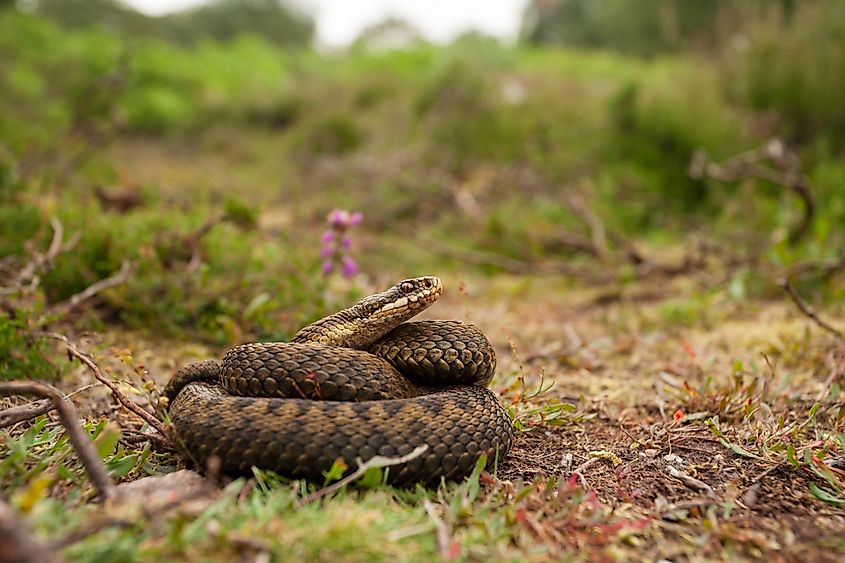 A European adder (Vipera berus)