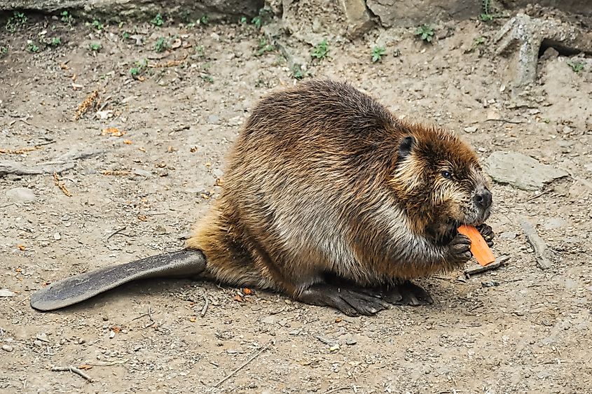 Beaver sitting and eating a carrot