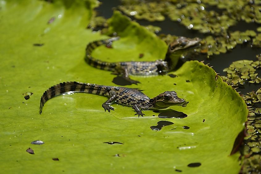 Two young black caimans