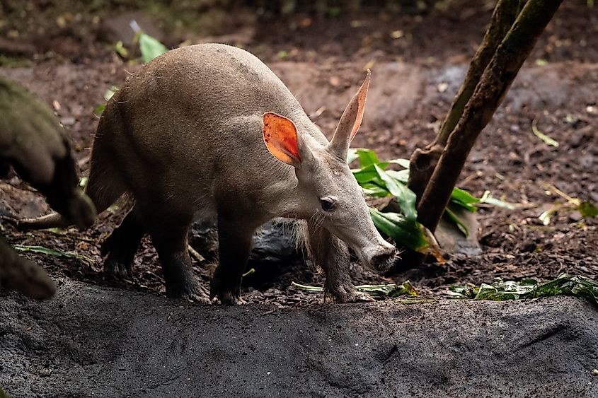 An aardvark (Orycteropus afer)