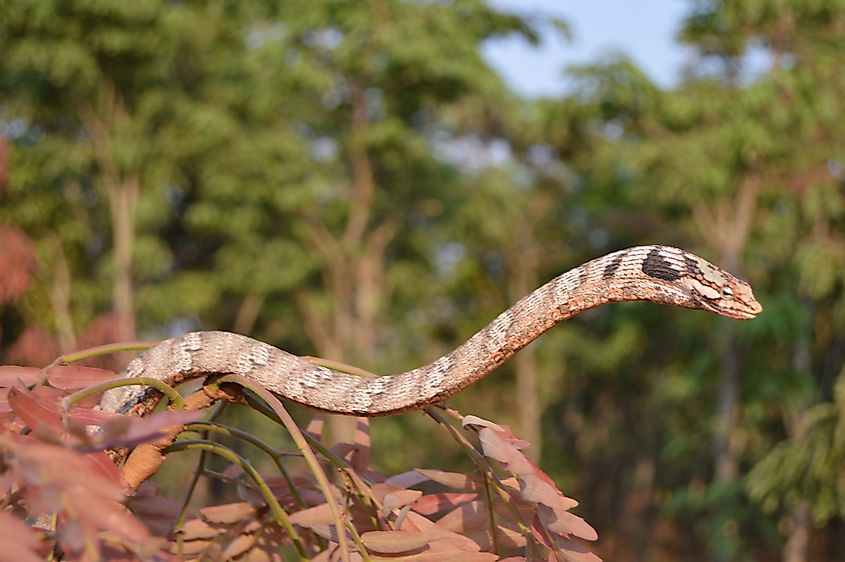 A southern vine snake (Thelotornis capensis)
