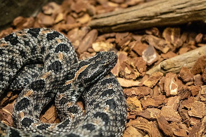 A dusky pygmy rattlesnake on sandy ground.