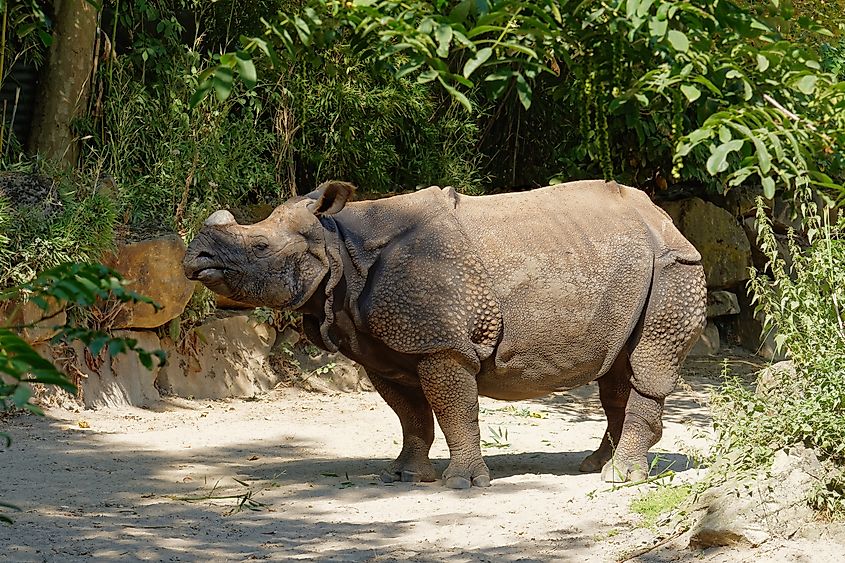A Javan rhino (Rhinoceros sondaicus)