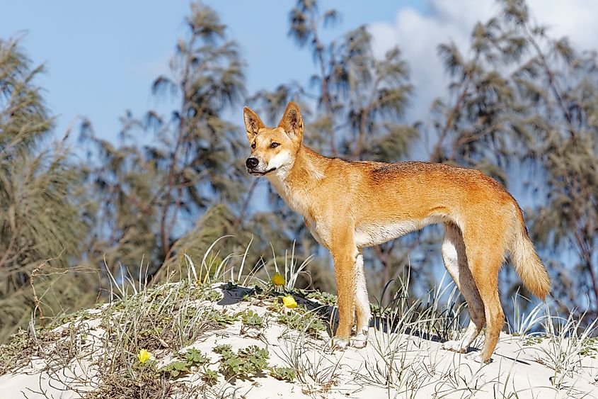 A dingo (Canis familiaris)