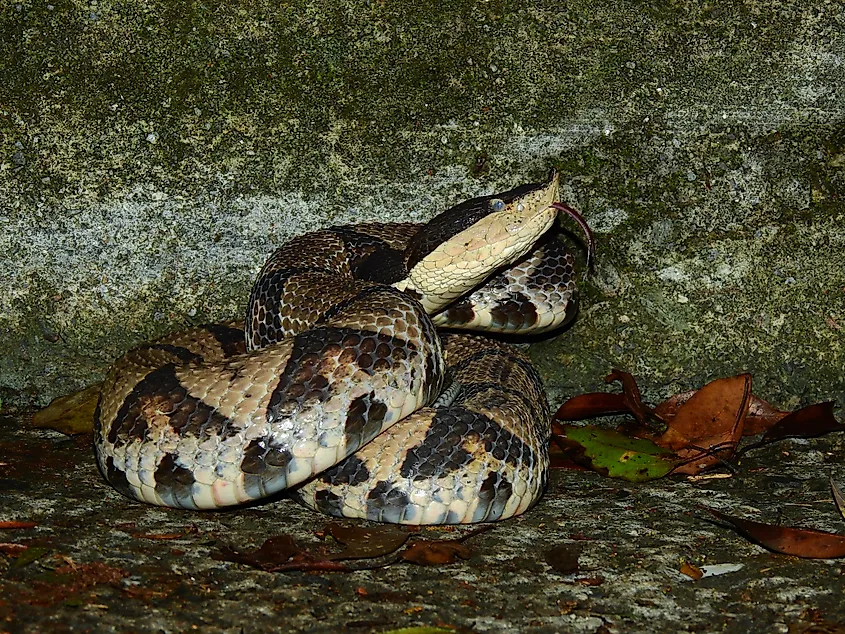 A sharp-nosed viper (Deinagkistrodon acutus)