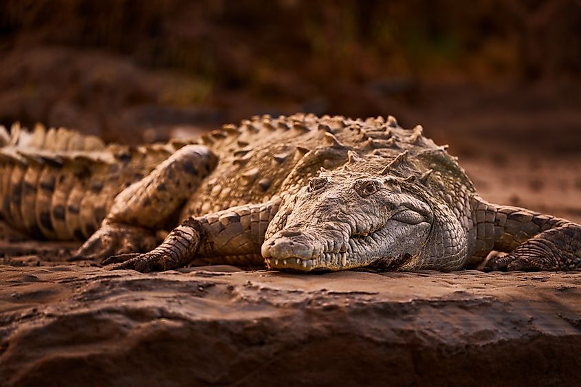 An American crocodile (Crocodylus acutus)