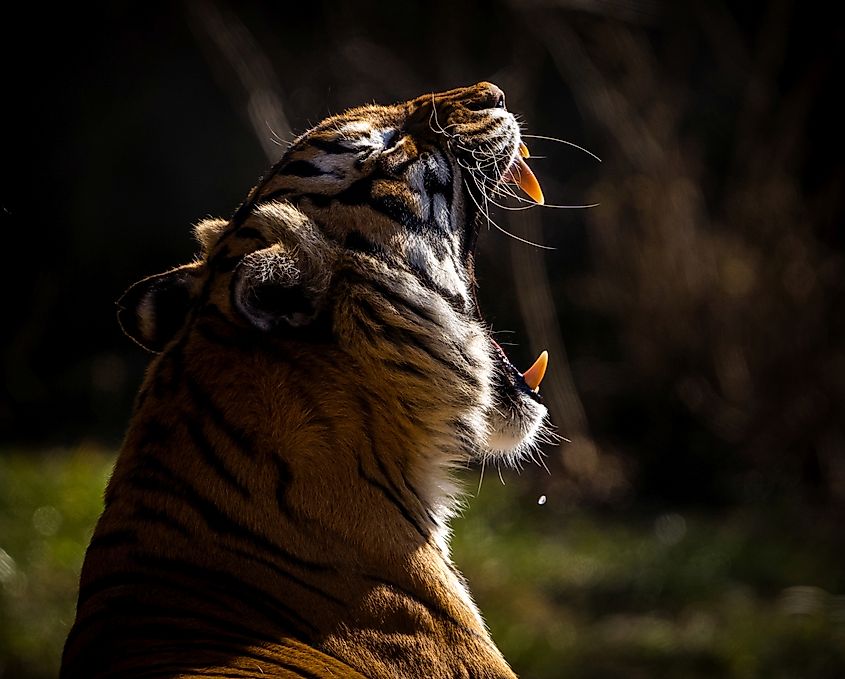 Malayan tiger with open mouth. 