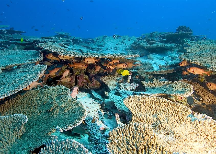 View of the reef at Papahānaumokuākea Marine National Monument