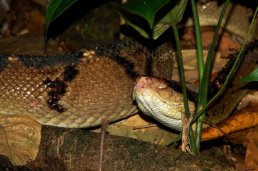 A Central American bushmaster (Lachesis stenophrys)