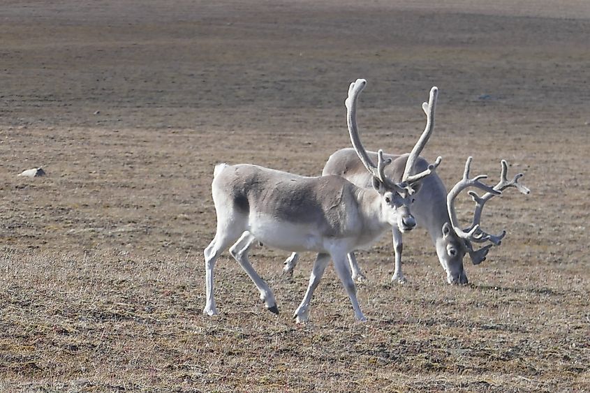 Peary caribou - Bathurst Island, Canada.