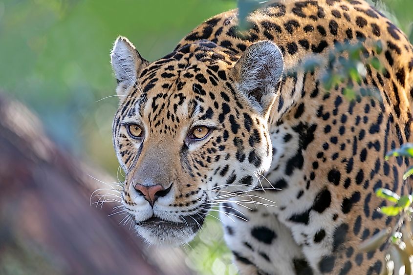 A jaguar (Panthera onca)