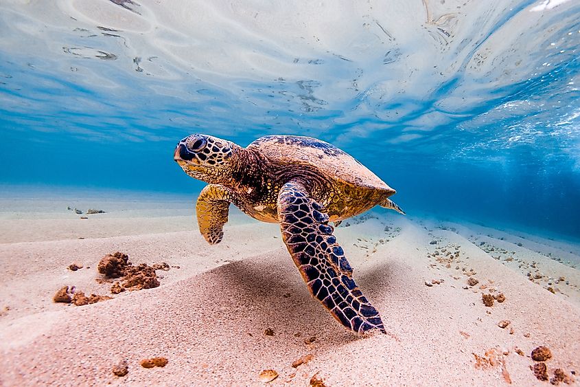 A green sea turtle off the Hawaiian coast.