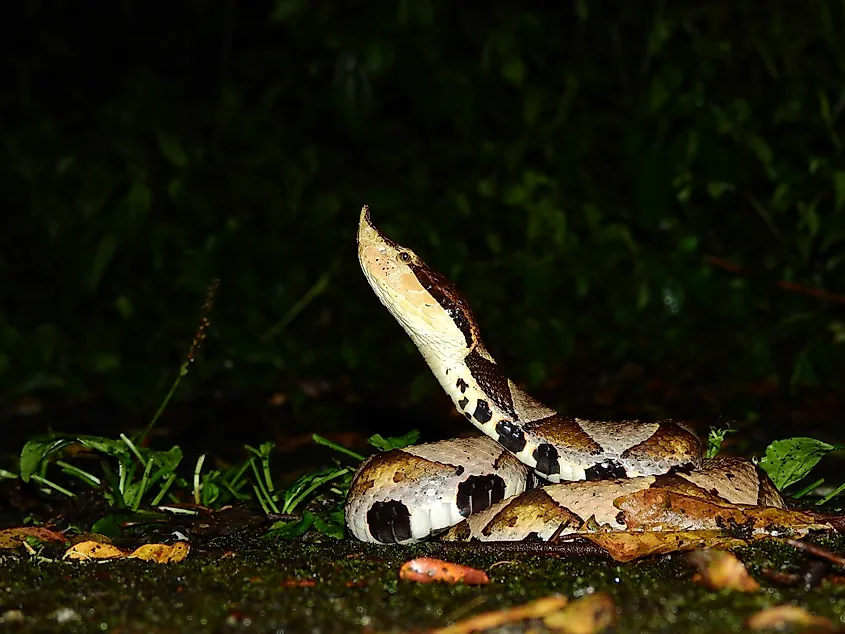 A sharp-nosed viper (Deinagkistrodon acutus)