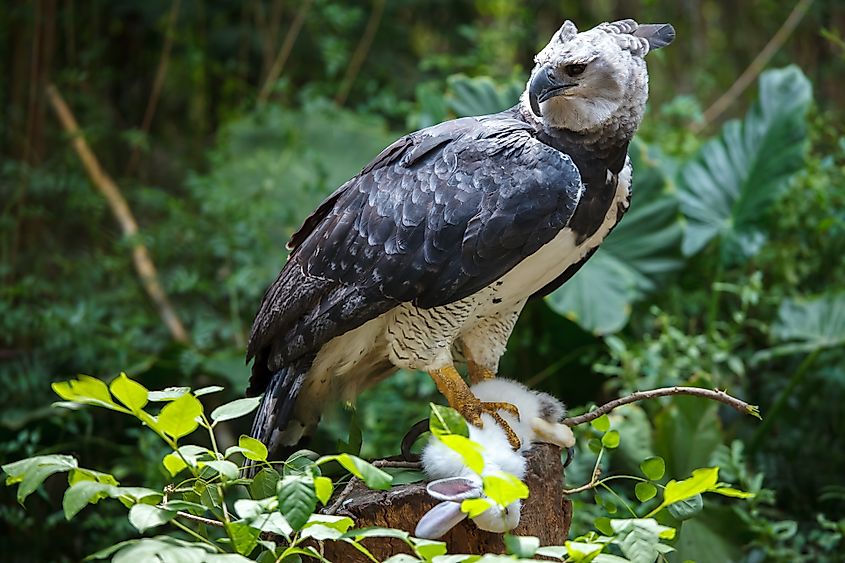 A harpy eagle (Harpia harpyja)