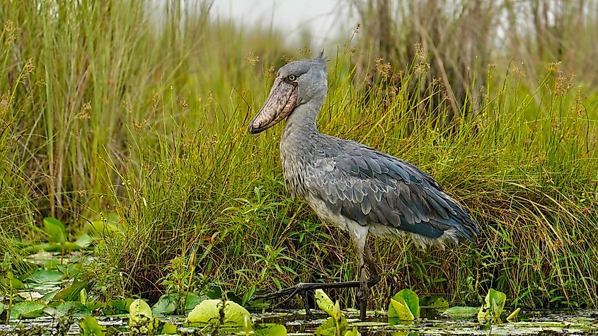 A shoebill (Balaeniceps rex)