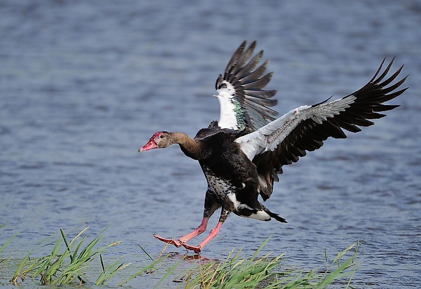 A spur-winged goose landing