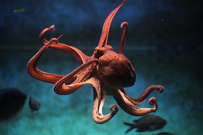 An octopus underwater