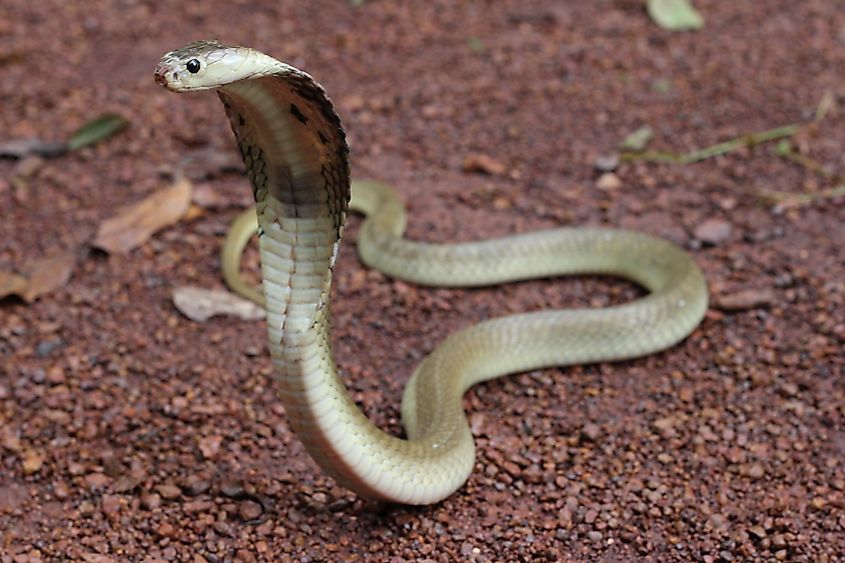 A Spitting cobra (Naja Siamensis)