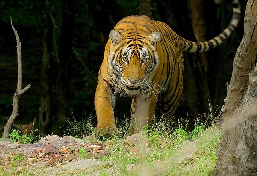 A Bengal tiger walking through dry grass in Ranthambhore National Park, India
