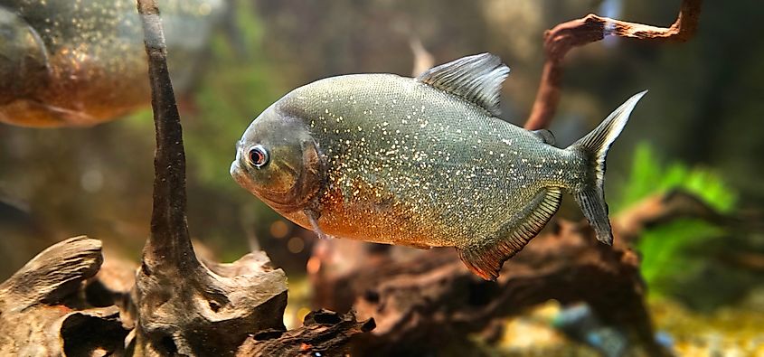 A piranha